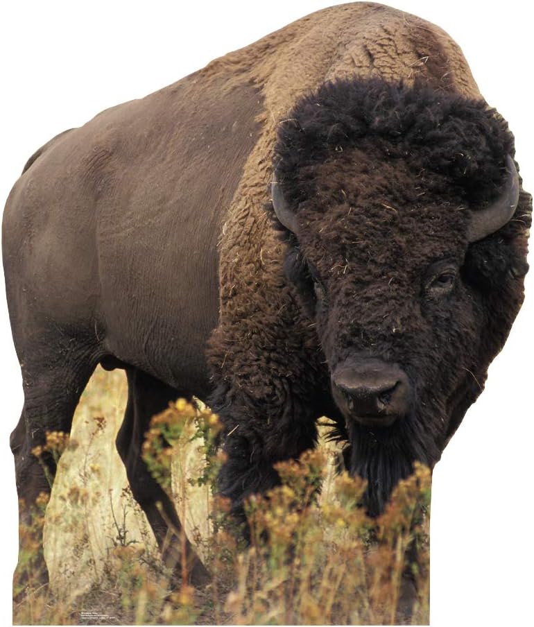 Advanced Graphics Bison Life Size Cardboard Cutout Standup