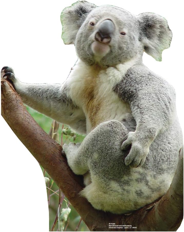 Advanced Graphics Koala Bear Life Size Cardboard Cutout Standup
