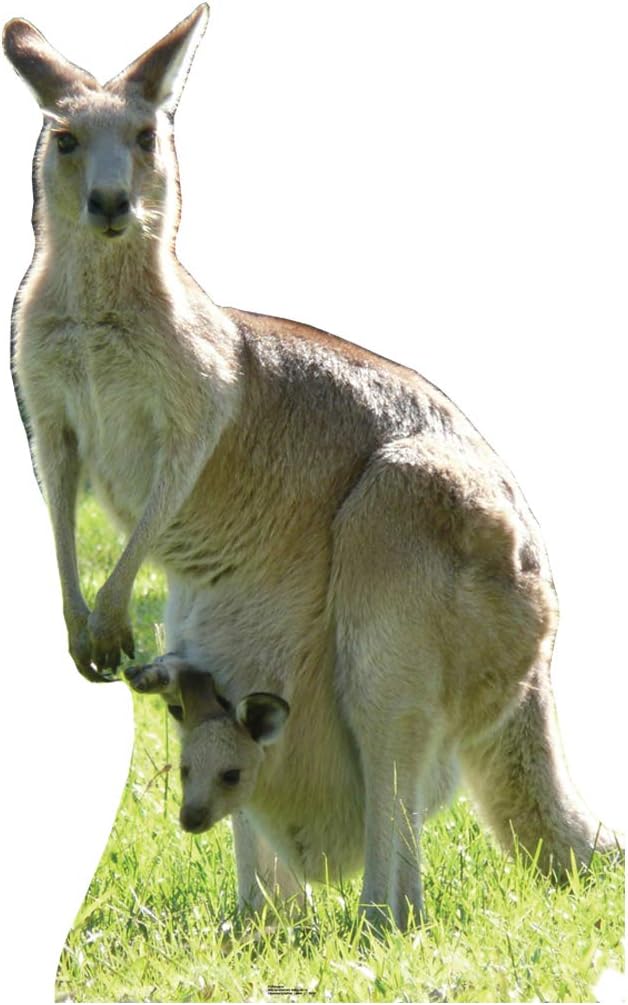 Advanced Graphics Kangaroo Life Size Cardboard Cutout Standup