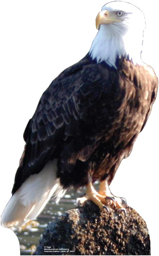 Advanced Graphics Bald Eagle Life Size Cardboard Cutout Standup