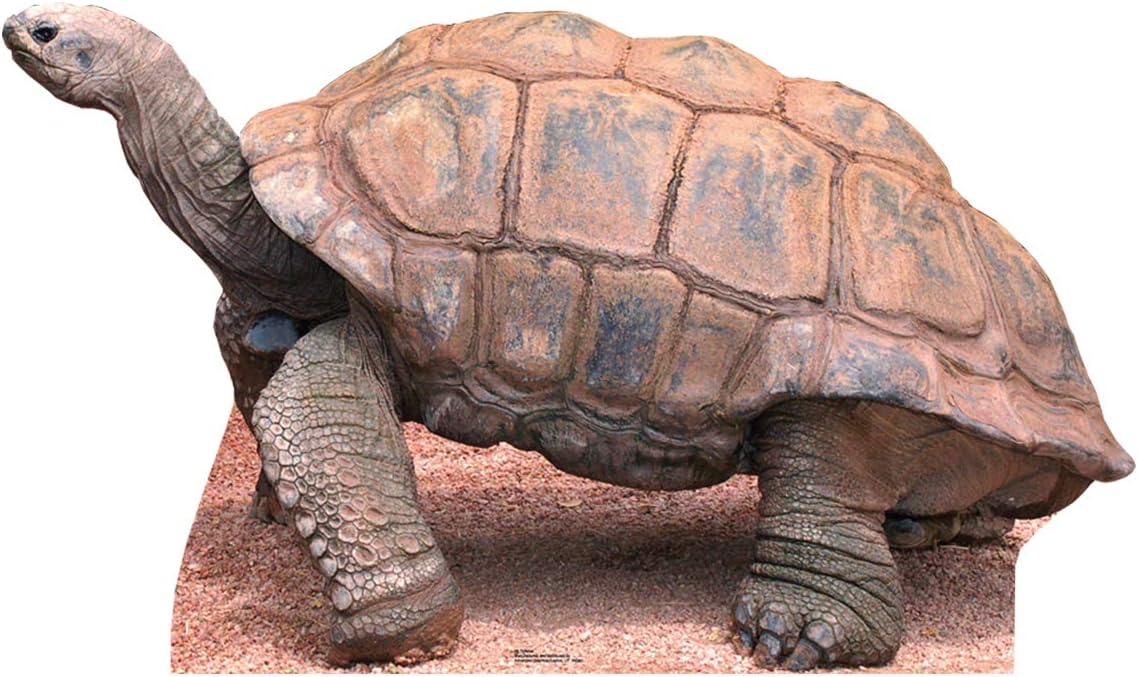 Advanced Graphics Tortoise Life Size Cardboard Cutout Standup